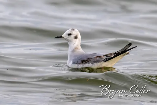 Bonaparte's Gull
