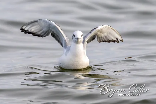 Bonaparte's Gull