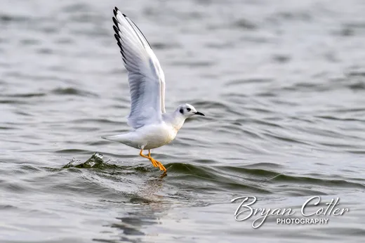 Bonaparte's Gull