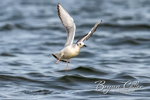 Bonaparte's Gull
