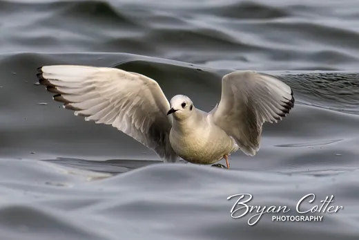 Bonaparte's Gull