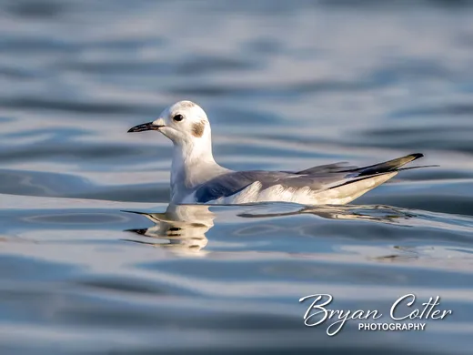 Bonaparte's Gull