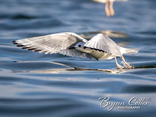 Bonaparte's Gull
