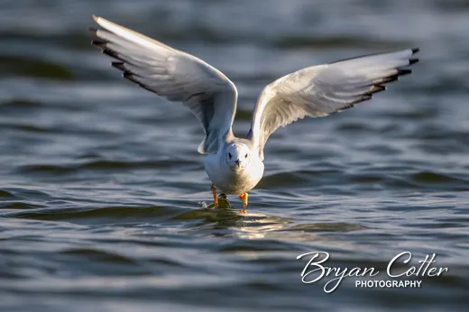 Bonaparte's Gull