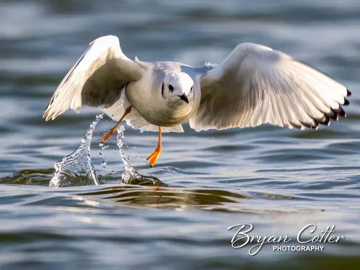 Bonaparte's Gull