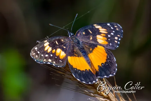 Bordered Patch photographed in Texas by Bryan Cotter