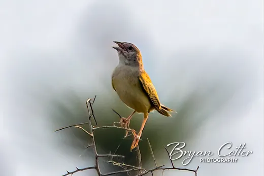 Botteri's Sparrow