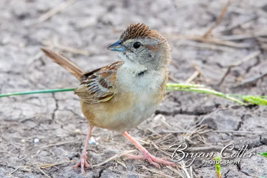 Botteri's Sparrow