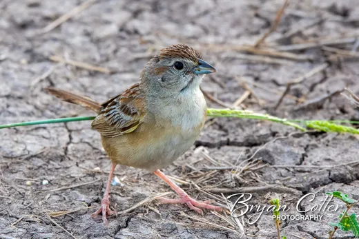 Botteri's Sparrow