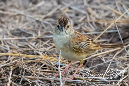 Botteri's Sparrow
