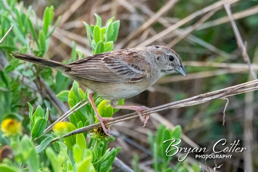 Botteri's Sparrow