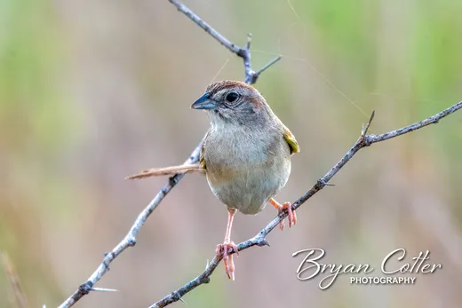 Botteri's Sparrow
