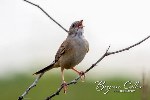 Botteri's Sparrow