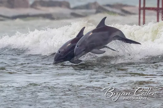 Bottlenose Dolphin photographed in the Coastal Bend region of Texas by Bryan Cotter