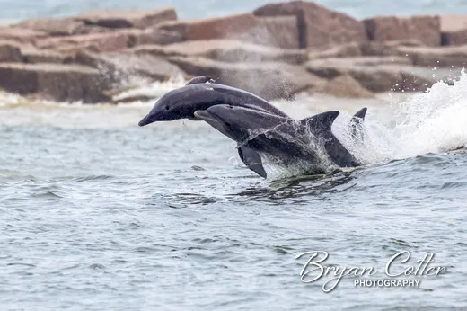Bottlenose Dolphin