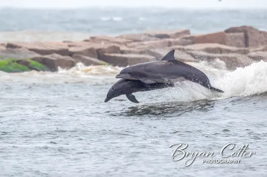 Bottlenose Dolphin