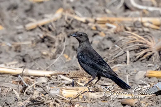 Brewer's Blackbird