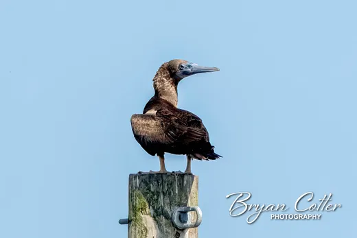 Brown Booby