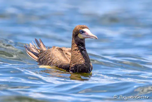 Brown Booby