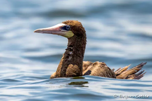 Brown Booby