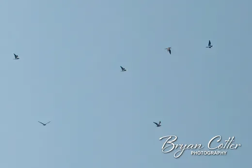 Brown Booby