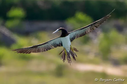 Brown Booby