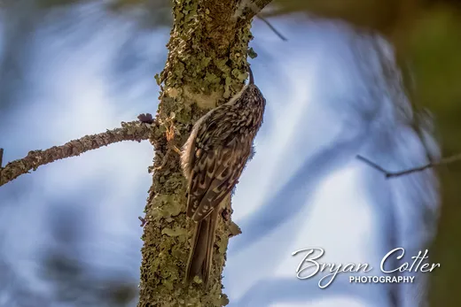 Brown Creeper