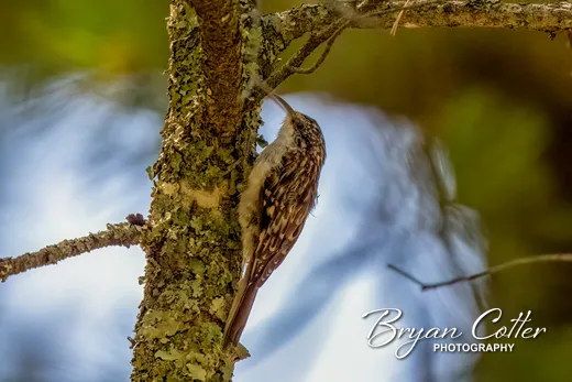 Brown Creeper
