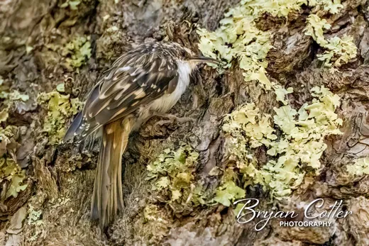 Brown Creeper