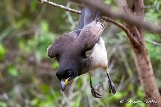 Brown Jay