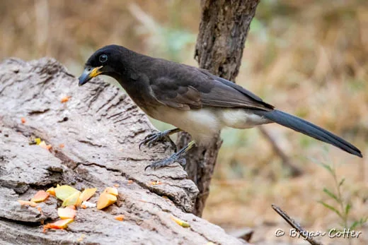 Brown Jay