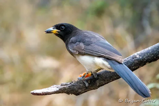 Brown Jay