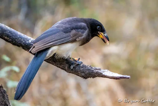 Brown Jay