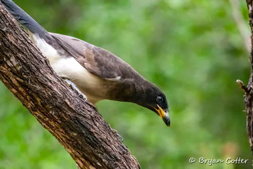 Brown Jay