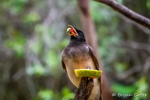 Brown Jay