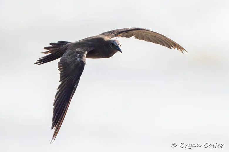 Brown Noddy