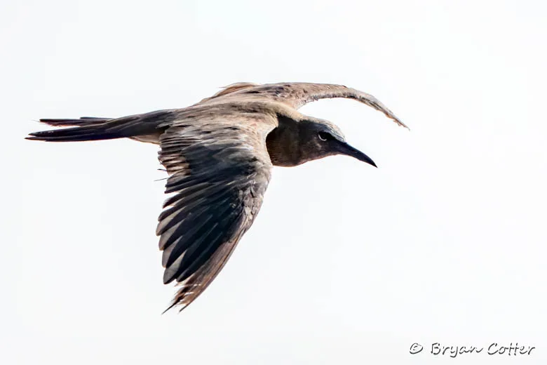 Brown Noddy
