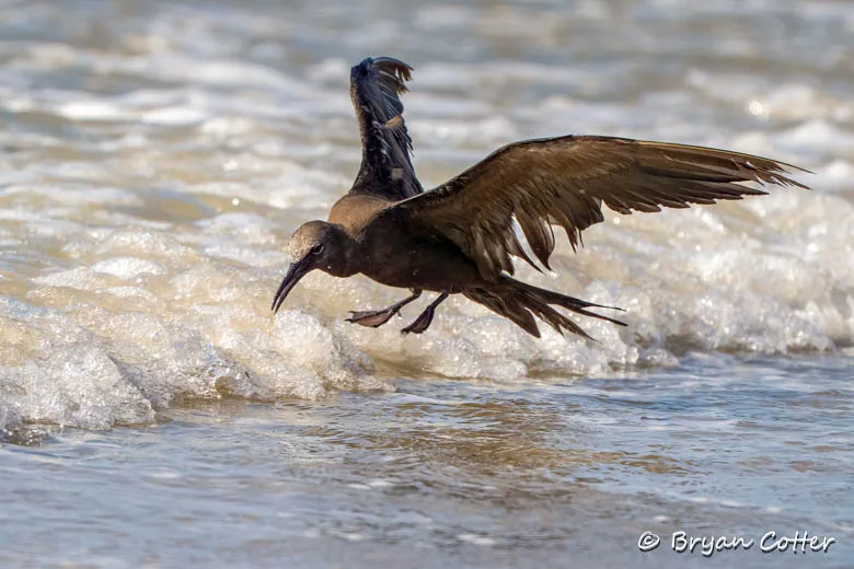 Brown Noddy photographed in the Coastal Bend region of Texas by Bryan Cotter