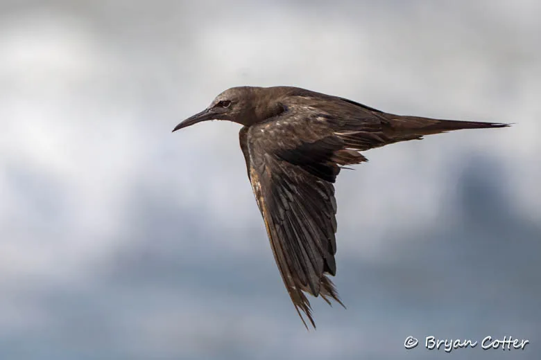 Brown Noddy
