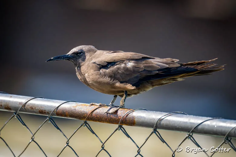 Brown Noddy