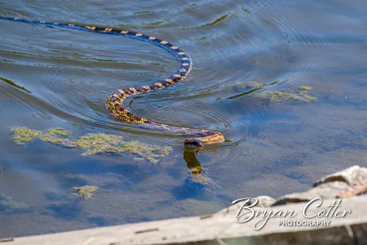 Broad-banded Water Snake photographed in Texas by Bryan Cotter