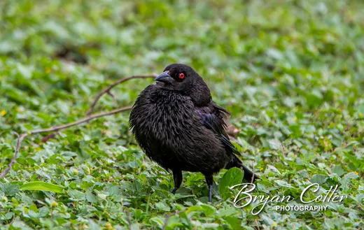 Bronzed Cowbird