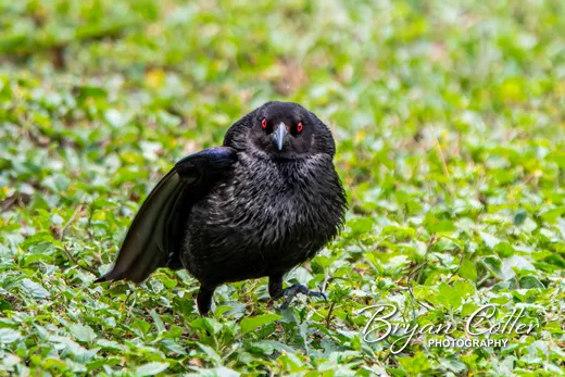Bronzed Cowbird