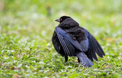 Bronzed Cowbird