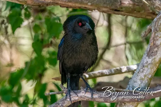 Bronzed Cowbird