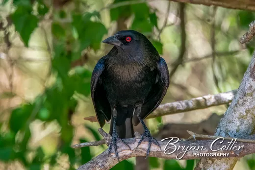 Bronzed Cowbird