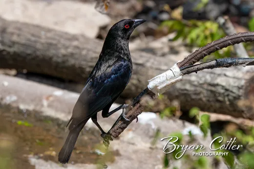 Bronzed Cowbird