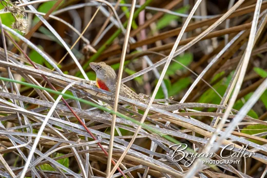 Brown Anole
