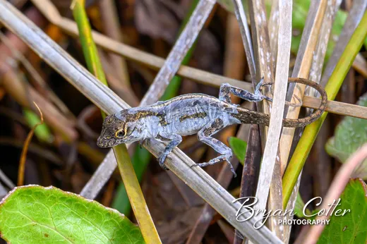 Brown Anole