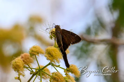 Brown Longtail
